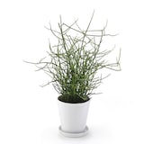 ミルクブッシュ　白丸鉢入り