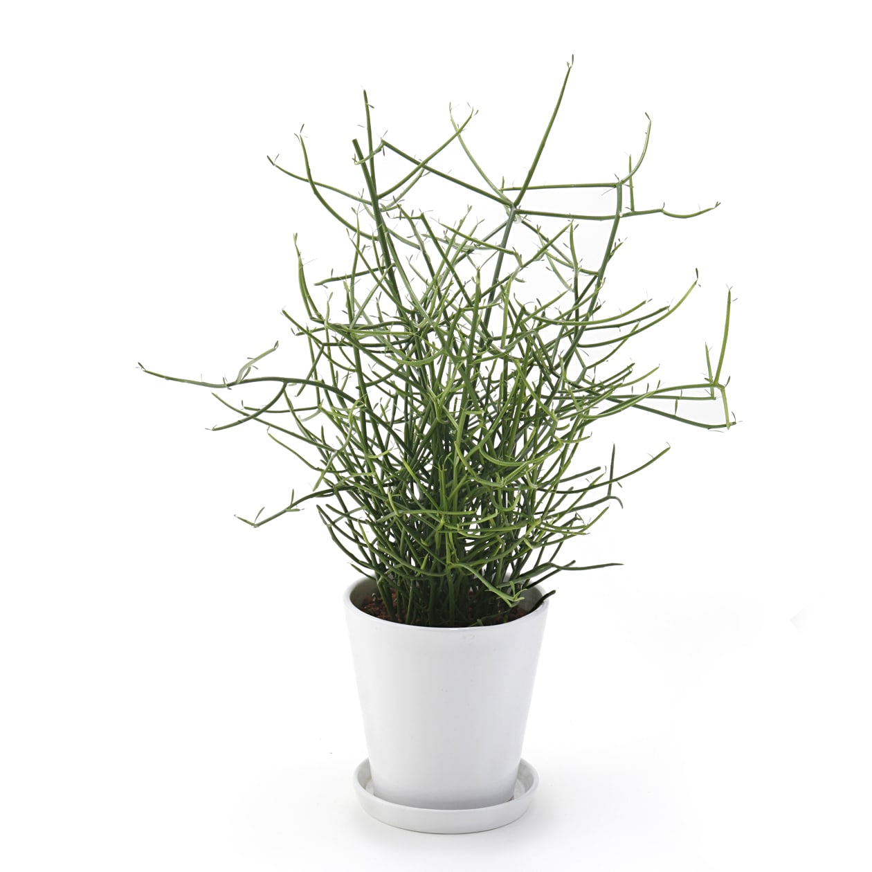 ミルクブッシュ　白丸鉢入り