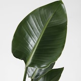 オーガスタ　白丸鉢入り