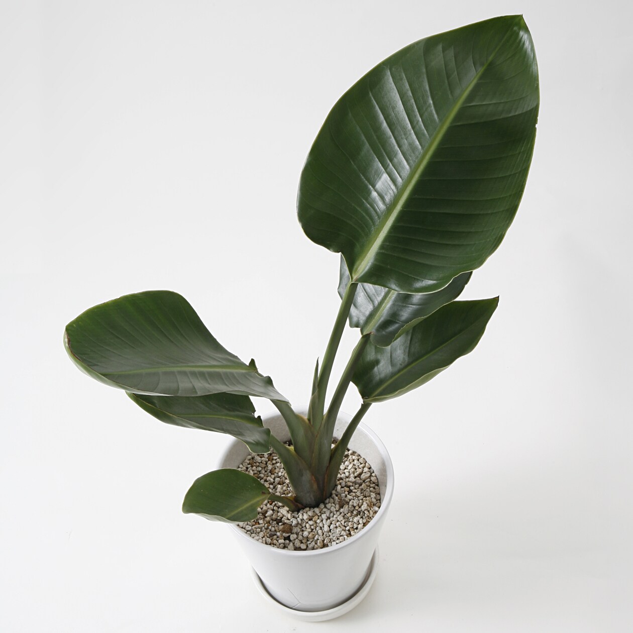 オーガスタ　白丸鉢入り