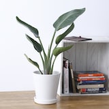 オーガスタ　白丸鉢入り