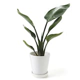 オーガスタ　白丸鉢入り