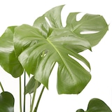 モンステラ　白丸鉢入り