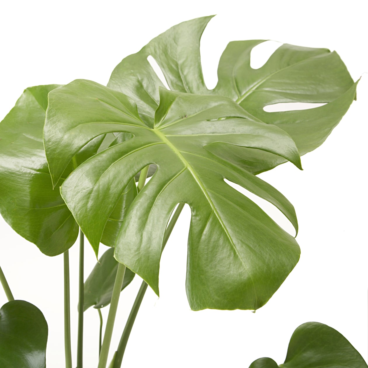 モンステラ　白丸鉢入り