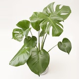 モンステラ　白丸鉢入り