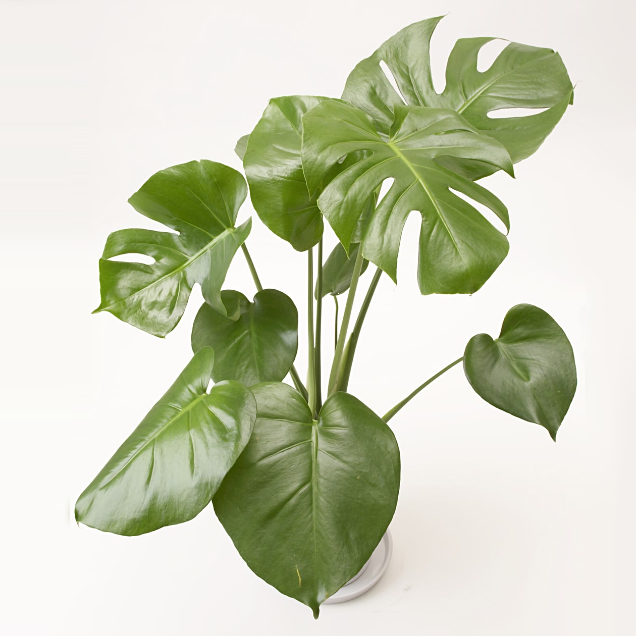 モンステラ　白丸鉢入り