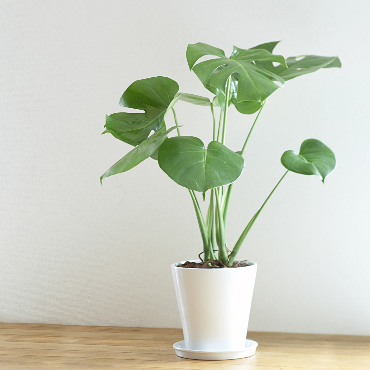 モンステラ　白丸鉢入り