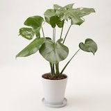 モンステラ　白丸鉢入り