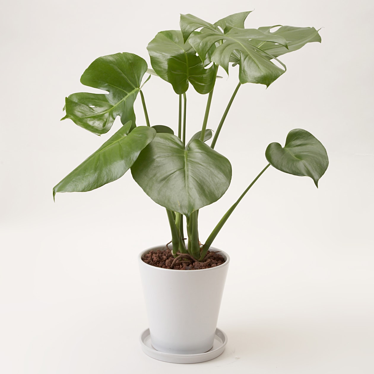 モンステラ　白丸鉢入り