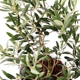 オリーブ　白丸鉢入り