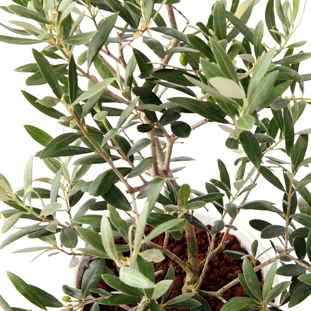 オリーブ　白丸鉢入り