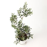 オリーブ　白丸鉢入り