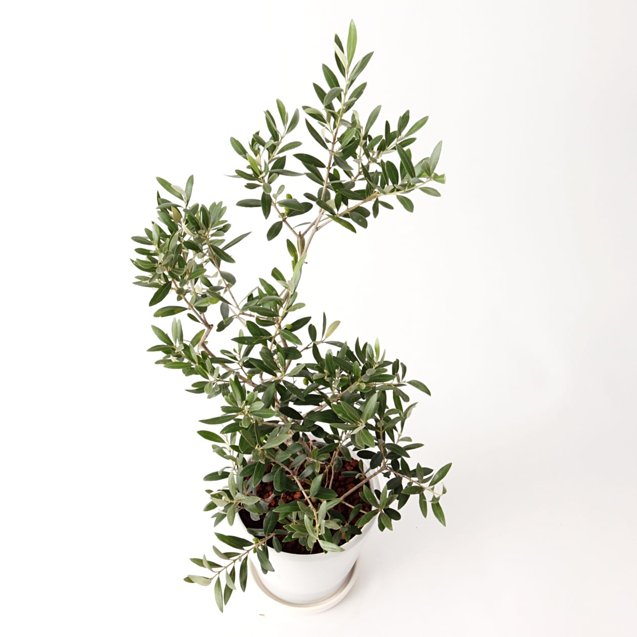 オリーブ　白丸鉢入り