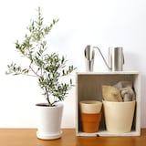 オリーブ　白丸鉢入り