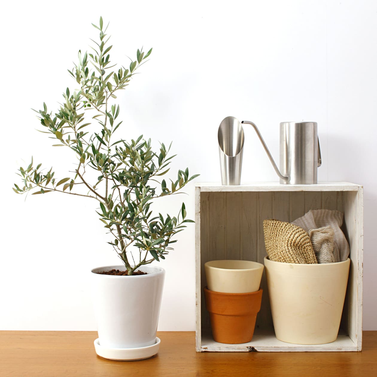 オリーブ　白丸鉢入り