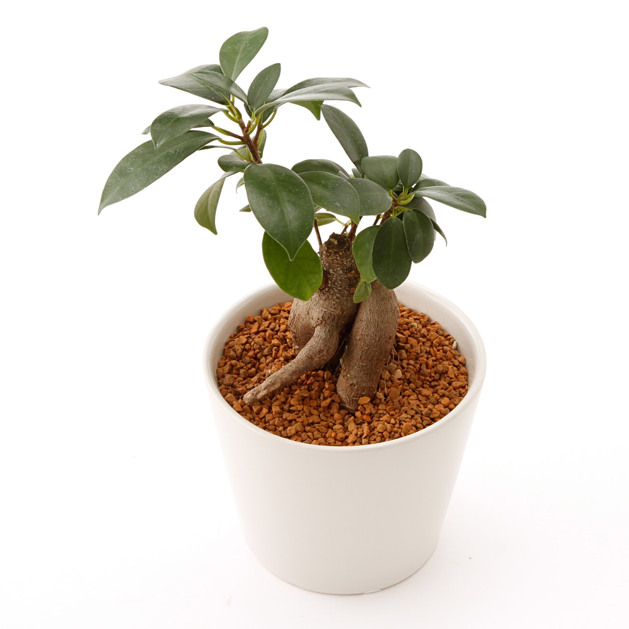 観葉植物　ガジュマル　ラウンド