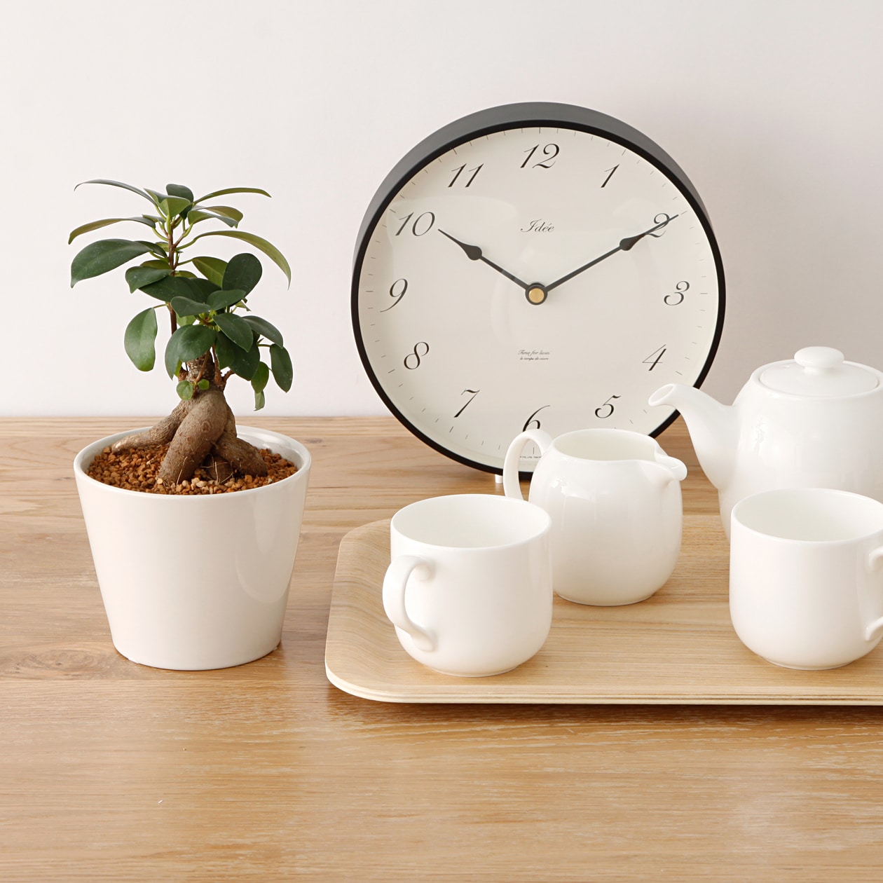 観葉植物　ガジュマル　ラウンド