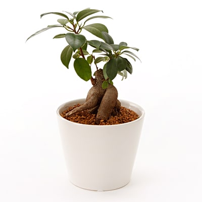 観葉植物　ガジュマル