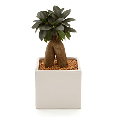 観葉植物　ガジュマル