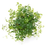 アクアポット　シュガーバイン　４号