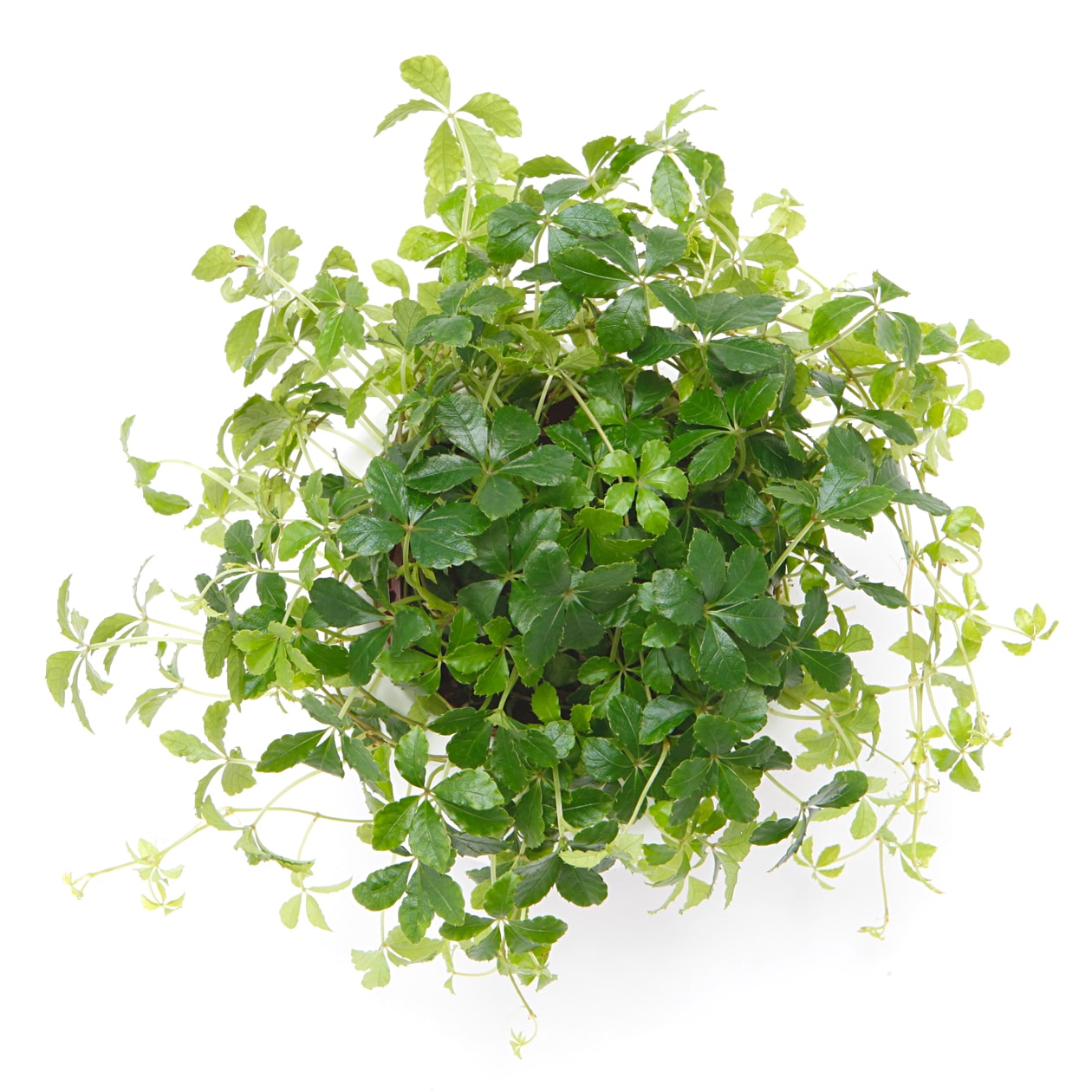 アクアポット　シュガーバイン　４号