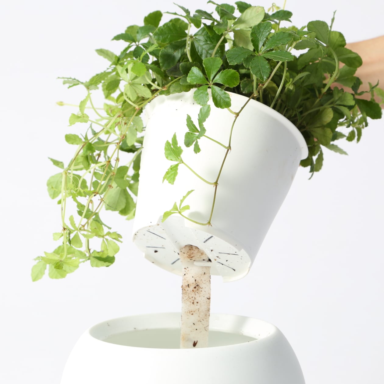 アクアポット　シュガーバイン　４号