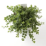 アクアポット　ペペロミア・イザベラ　４号