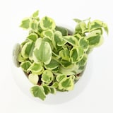 アクアポット　セルペンス　４号