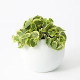 アクアポット　セルペンス　４号