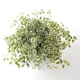 アクアポット　フィカス・プミラ　４号