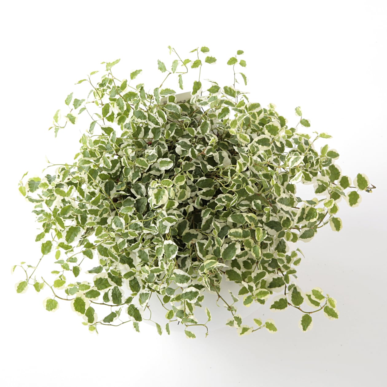 アクアポット　フィカス・プミラ　４号