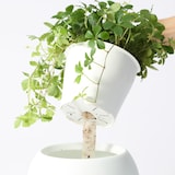 アクアポット　フィカス・プミラ　４号