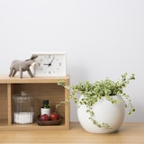 アクアポット　フィカス・プミラ　４号