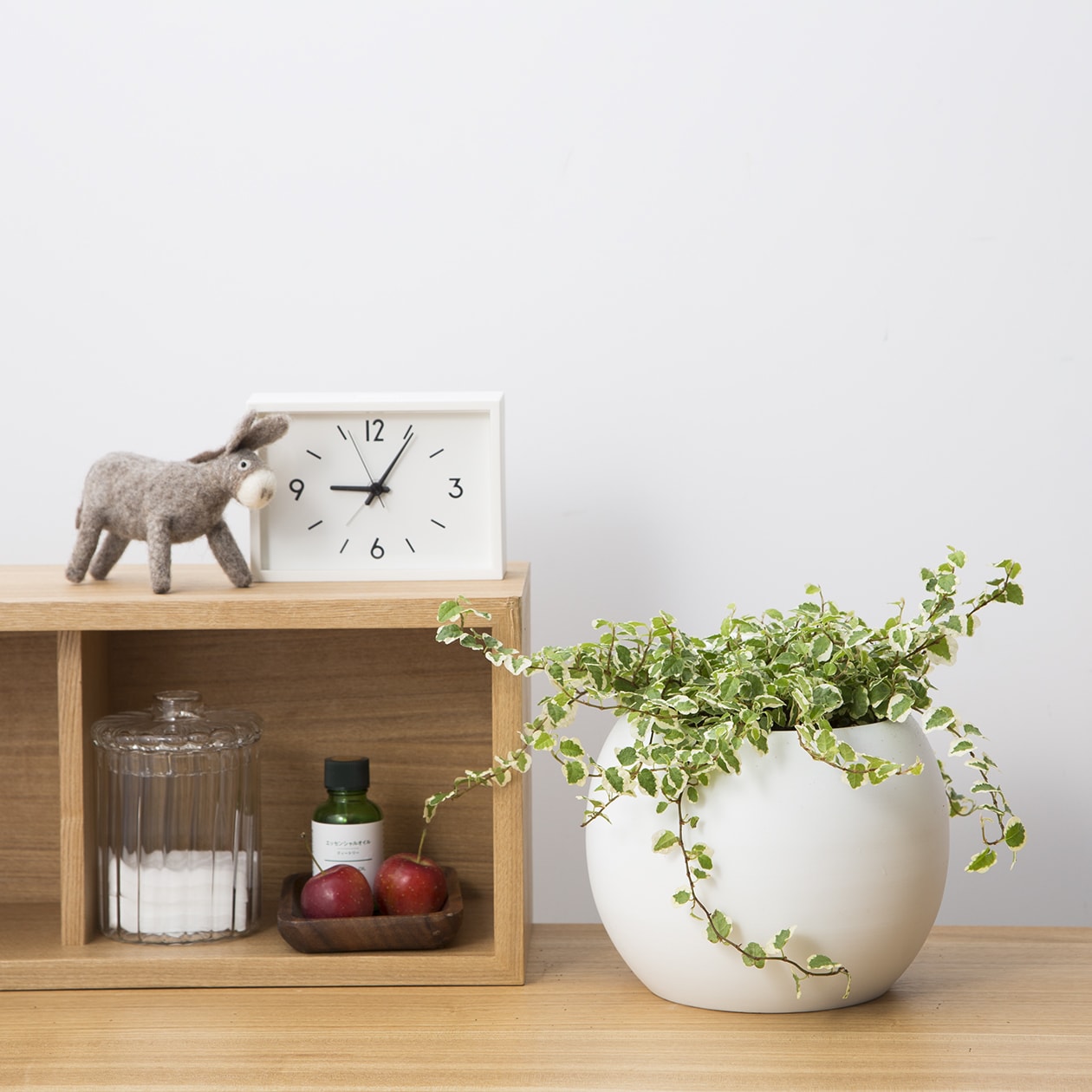 アクアポット　フィカス・プミラ　４号