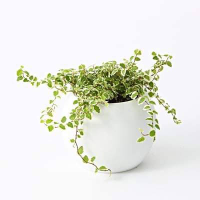 アクアポット　フィカス・プミラ　４号