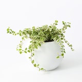 アクアポット　フィカス・プミラ　４号