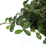 アクアポット　バッキニオイデス　４号