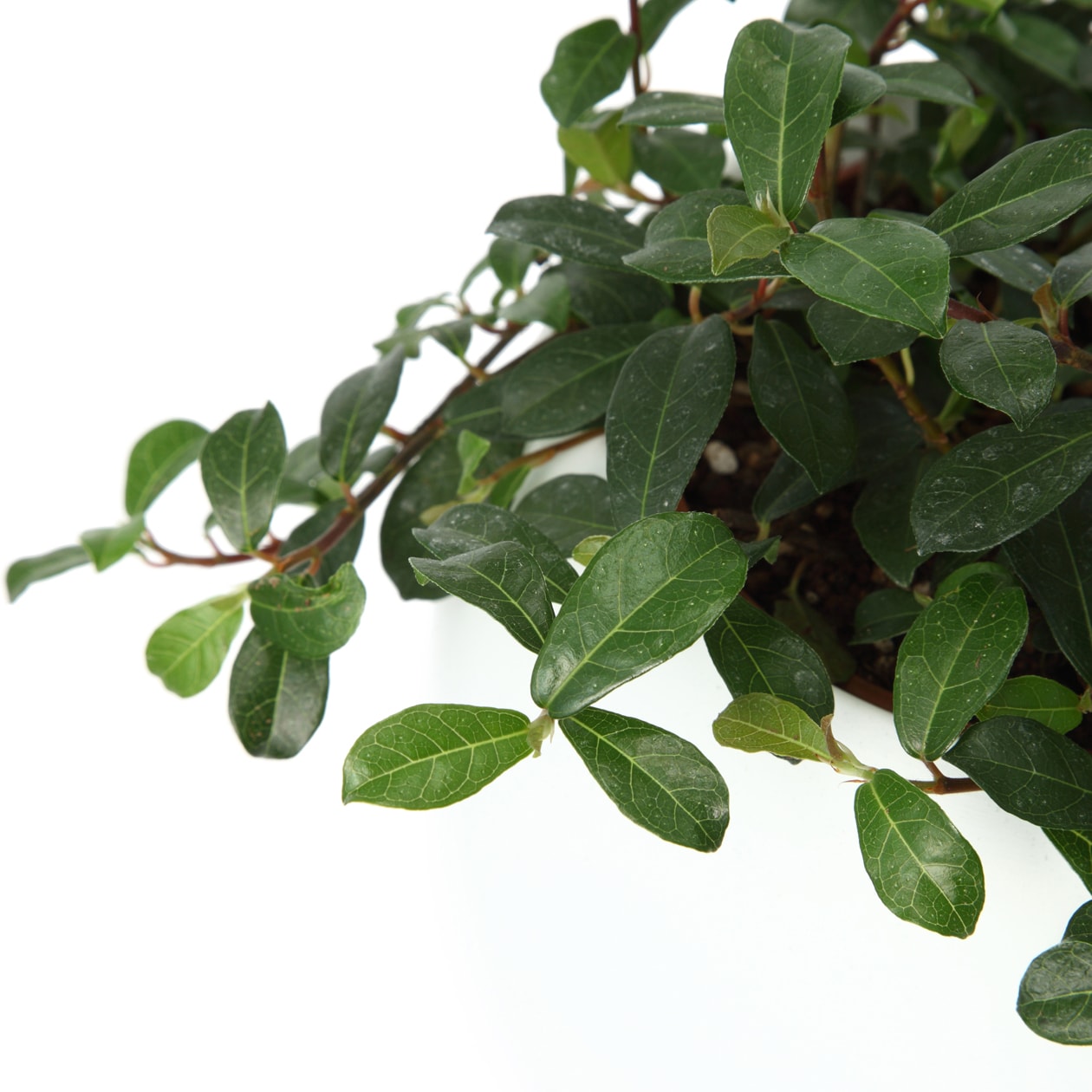 アクアポット　バッキニオイデス　４号