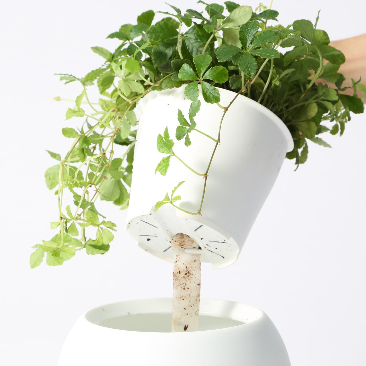 アクアポット　バッキニオイデス　４号