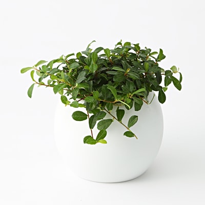 アクアポット　バッキニオイデス　４号