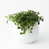 アクアポット　バッキニオイデス　４号