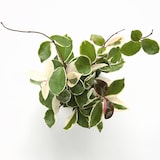 アクアポット　ホヤ・カルノーサ　４号