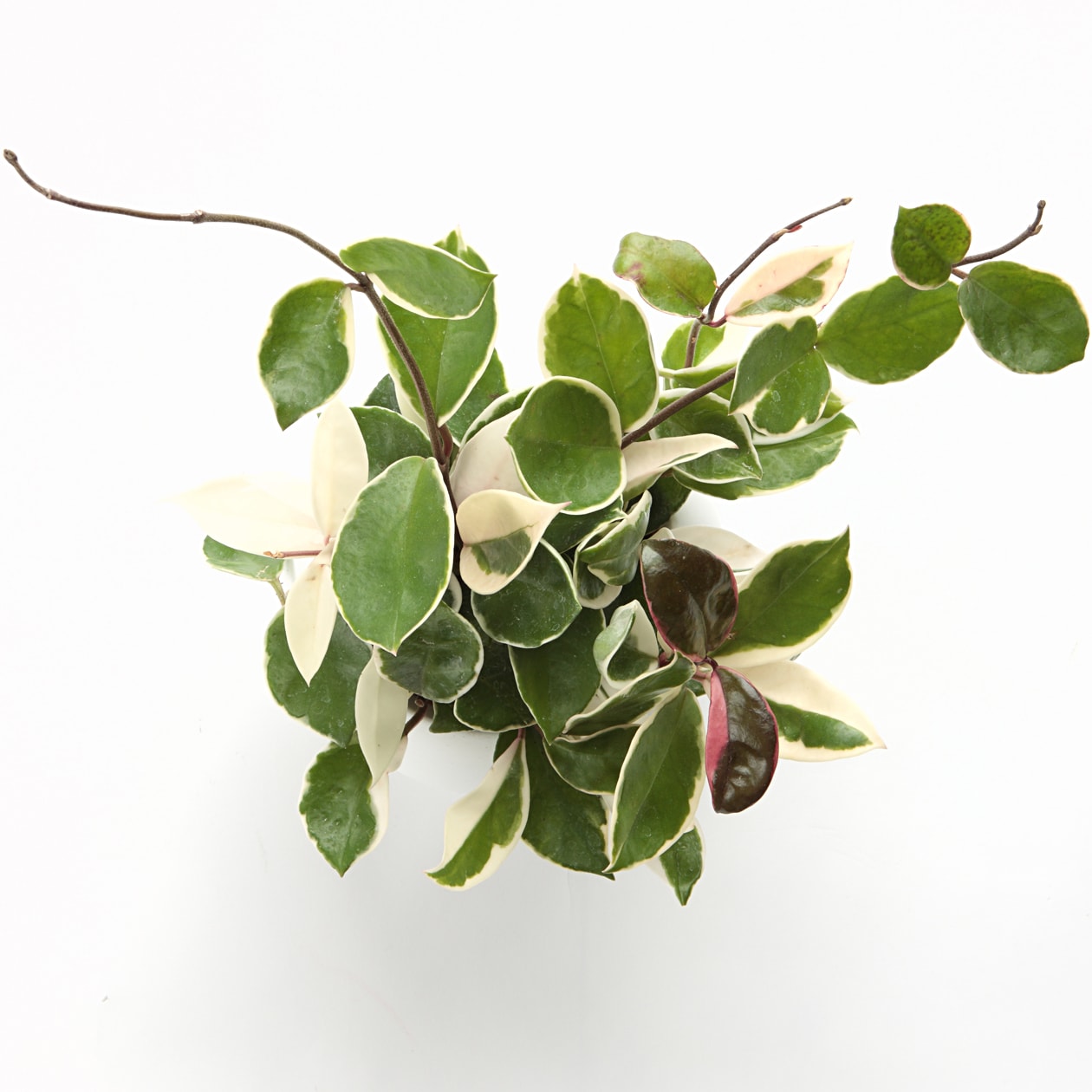 アクアポット　ホヤ・カルノーサ　４号