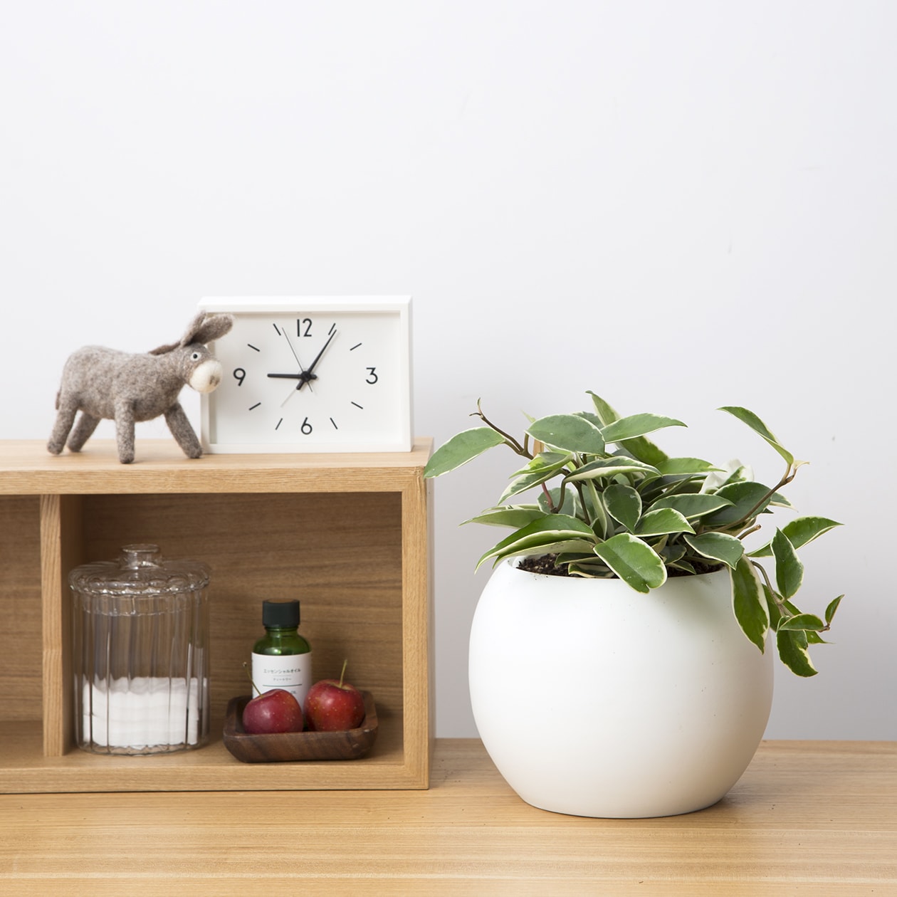 アクアポット　ホヤ・カルノーサ　４号