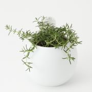 アクアポット ローズマリー インガウノ 底面給水タイプ バレル鉢 卓上タイプ 通販 無印良品