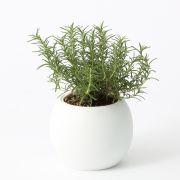 アクアポット ローズマリー インガウノ 底面給水タイプ バレル鉢 卓上タイプ 通販 無印良品