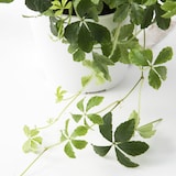 【パーツ】アクアポット４号用植物苗