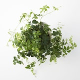 【パーツ】アクアポット４号用植物苗