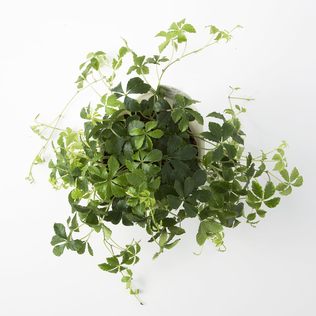 【パーツ】アクアポット４号用植物苗