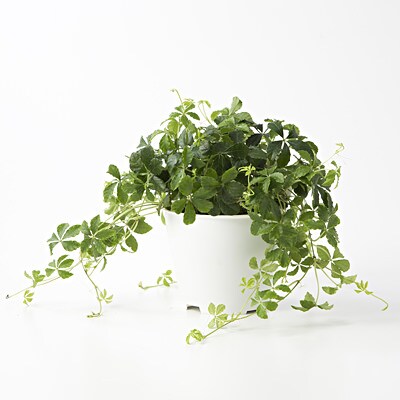 【パーツ】アクアポット4号用植物苗